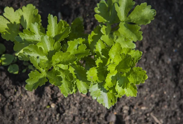 garden bed with growing herbs, parsley leaves, celery