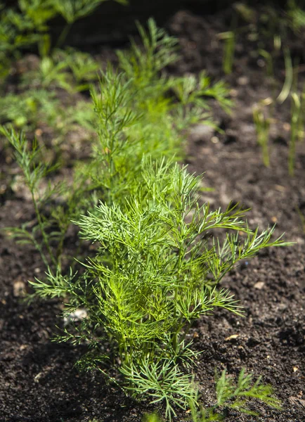 Trädgård säng med växande örter, dill — Stockfoto