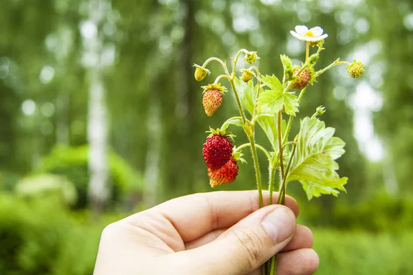 손에 여름 배경에 빨간색 달콤한 달콤한 야생 딸기의 나뭇가지 — 스톡 사진