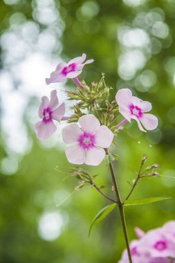 yakın çekim pembe çiçek phlox bokeh arka plan üzerinde