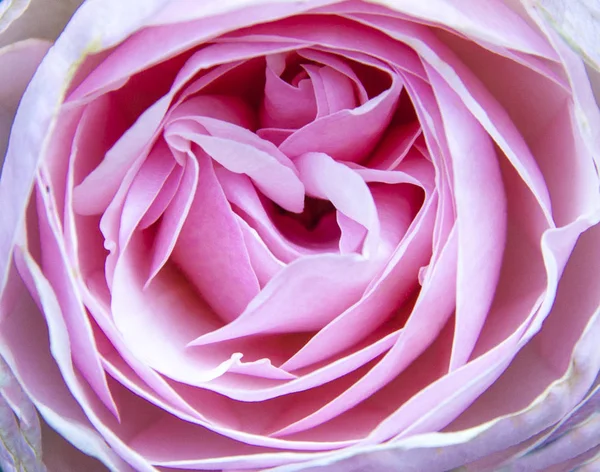 Primer plano rosa jardín tierno rosa flor — Foto de Stock