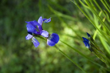 vahşi mor çiçek Iris yeşil yaz bokeh arka plan üzerinde