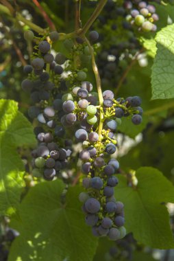 Yaz aylarında güneş Bahçe en vahşi kara üzüm demet