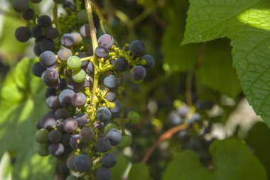 Yaz aylarında güneş Bahçe en vahşi kara üzüm demet