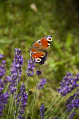 parlak yaz kelebek tavus kuşu göz lavanta hassas mor çiçekler