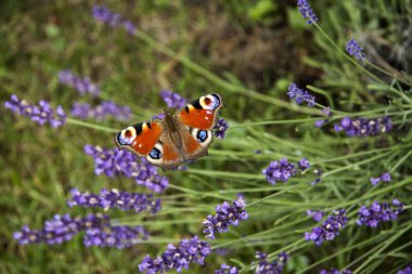 parlak yaz kelebek tavus kuşu göz lavanta hassas mor çiçekler