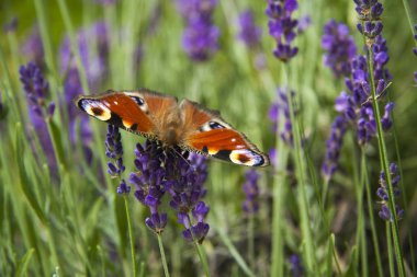 parlak yaz kelebek tavus kuşu göz lavanta hassas mor çiçekler