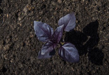 Mor fesleğen, yeşil Bahçe, doğal organik gıda büyüyen