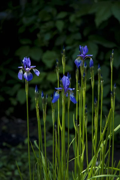 Viola bellissimo fiore di iride selvatica in estate — Foto Stock