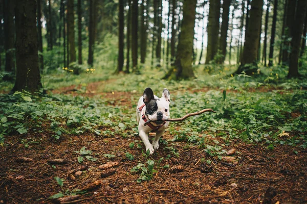 Bulldog Francês Floresta — Fotografia de Stock
