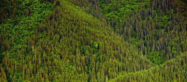 松の森の木から成る自然な背景 — ストック写真