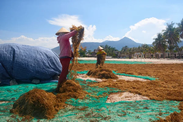 Khanh Hoa Vietnam Junho 2020 Mulheres Trabalhadoras Vietnamitas Estão Secando Imagens Royalty-Free