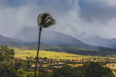 Fırtına bulutları Kaanapali, Maui, Hawaii, rulo olarak sert rüzgarlar esiyor palmiyeler