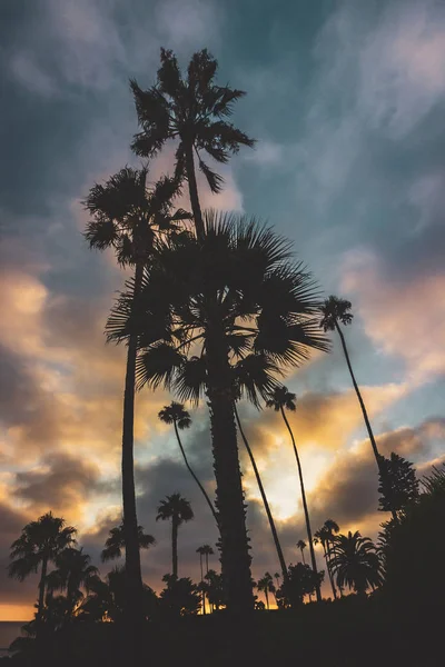 日落时棕榈树的剪影与五颜六色的 Cloudscape 在日落 海斯勒公园 拉古纳海滩 加利福尼亚 — 图库照片