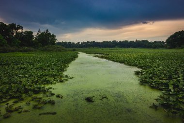 Yeşil zambak yastıkları göl günbatımı Laporte, Indiana bir bulutlu yaz gününde çalışan bir yosun yoğun yolu ile taş Lake kaplama