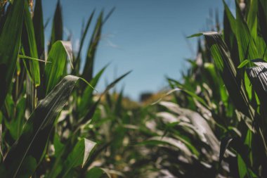 Closeup satır uzun boylu mısır saplarını açık mavi gökyüzü, Laporte, Indiana ile bir yaz gününde