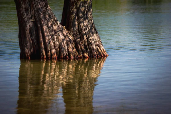 Beautiful closeup of a tree submerged in water at Clear Lake and its reflection, LaPorte, Indiana