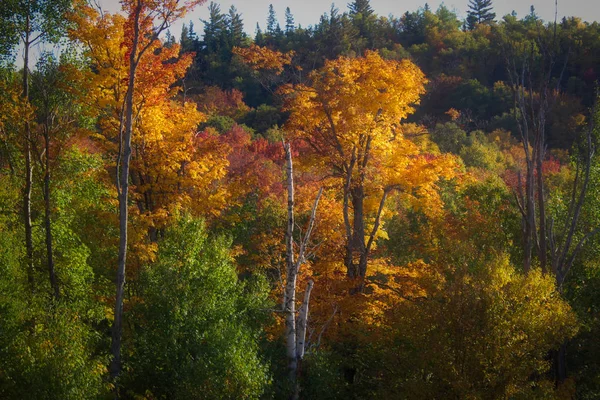 山を覆うとモン トランブラン ケベック州 カナダの頂上から秋の晴れた日に丘陵のカラフルな木 — ストック写真