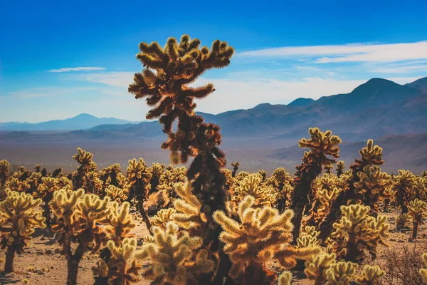 Sıcak güneşli bir günde bir kuru çöl manzara yama oyuncak ayı Cholla kaktüsler arka plan, Joshua Tree National Park, Riverside County, Kaliforniya'da Dağları ile