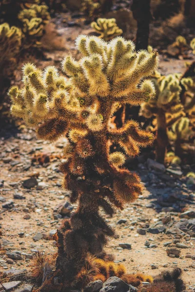 Patch of Teddy Bear Cholla cacti in a dry desert landscape on a hot sunny day, Joshua Tree National Park, Riverside County, California