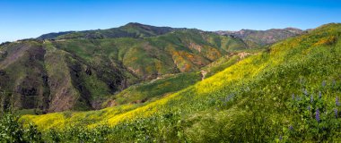 Corral Canyon Panorama 'da renkli süper Bloom