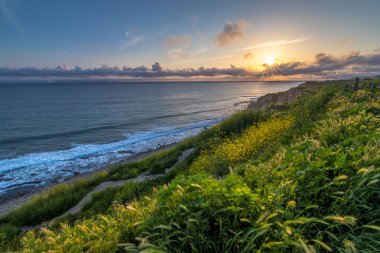Catalina Trail boyunca süper Bloom