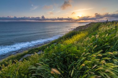Catalina Trail boyunca süper Bloom