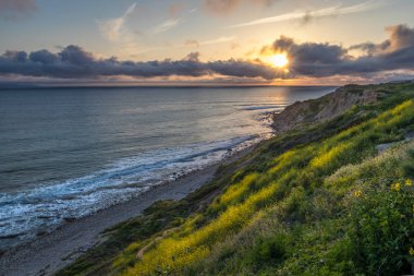 Catalina Trail boyunca süper Bloom