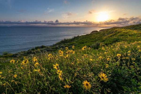 Catalina Trail boyunca süper Bloom — Stok fotoğraf