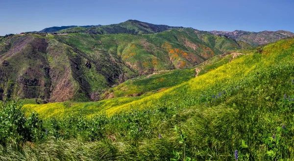 Барвистий супер Блум в загін Каньйон Панорама — стокове фото