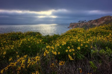 2017, Rancho Palos Verdes, California süper Bloom