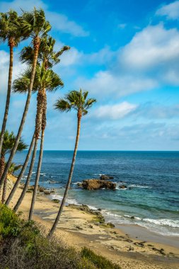 Laguna Beach Palmiye Ağaçları