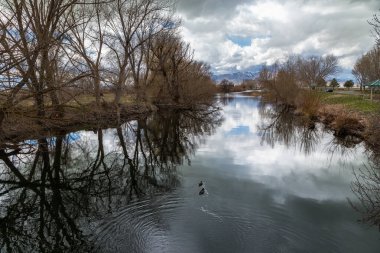 Huzurlu Provo Nehri 'nde yüzen iki ördek gökyüzü suya yansıyor Utah Gölü Eyalet Parkı, Provo, Utah