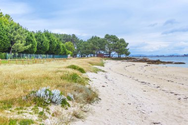 Kıyı dune ve ağaçlar Salinas Beach Arousa Adası, Galiçya, İspanya