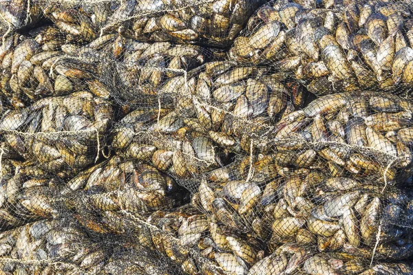実用化のネット袋にムール貝の収穫 — ストック写真