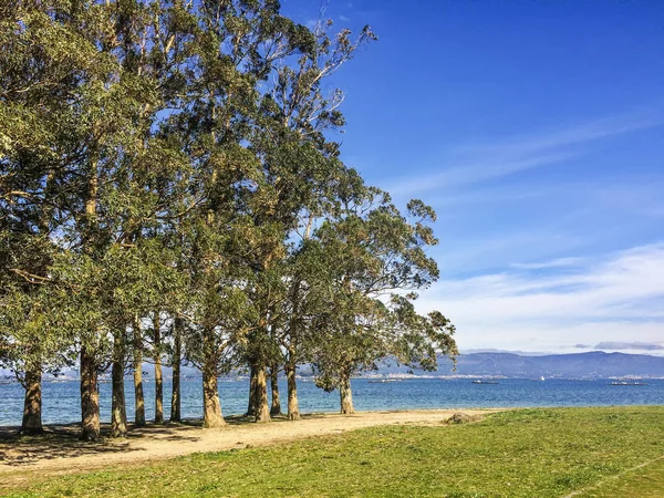 Eucalyptus Trees Coast Arousa Bay — Stock Photo, Image