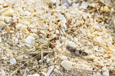 Mavi kanatlı çekirge, Oedipoda caerulescens, Arousa Adası, Galiçya, İspanya kıyı kumulları üzerinde yaşayan