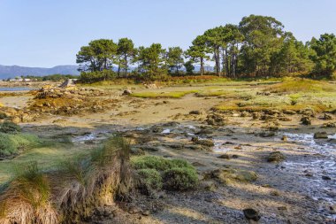Su kanalları ve bitki örtüsünün Salinas marsh Arousa Adası