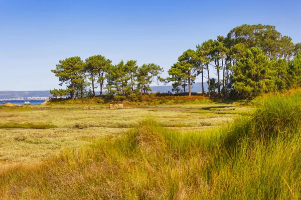 Pine Bomen Vegetatie Van Salinas Moeras Het Eiland Van Arousa — Stockfoto