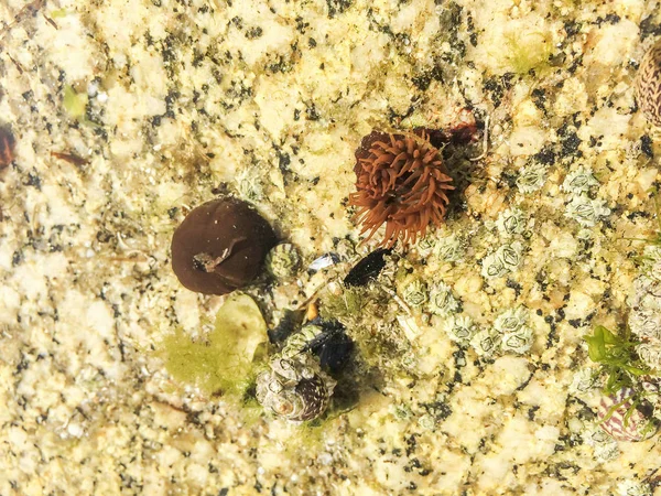 Kahverengi Beadlet Anemon Actinia Equina Galiçya Spanya Kıyı Kayanın Üzerinde — Stok fotoğraf