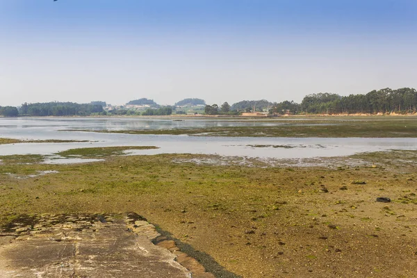 Intertidal Complexe Umia Grove Bij Laagtij Punta Doen Becho Van — Stockfoto