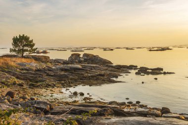Çam ağacı ve midye su ürünleri Arousa kayalık sahil adada sisli gün batımında sallar