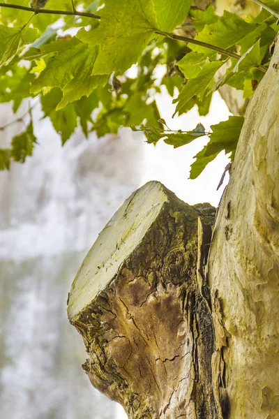 Çınar Ağacı Budanmalıdır Bagajında — Stok fotoğraf
