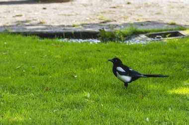 Avrasya veya ortak Saksağan, pika pika, yeşil çimenlerin üzerinde