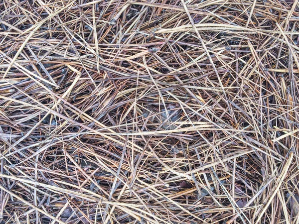 Cobertura Vegetal Agujas Pino Sobre Suelo Fondo Textura Del Bosque — Foto de Stock