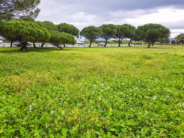 Lentebloemen Bao Park Arousa Eiland — Stockfoto