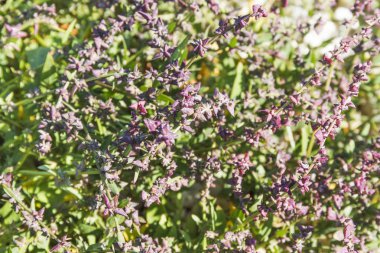 Saltbush veya orache 