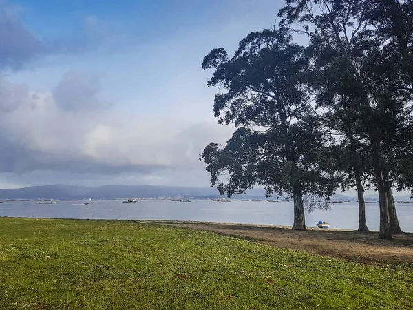 Δέντρα Ευκαλύπτων Σίνας Παραλία Στη Vilanova Arousa — Φωτογραφία Αρχείου