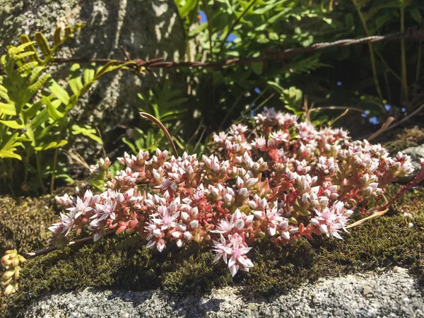 Sandy Stonecrop Cat Grape Sedum Arenarium Growing Coastal Dunes Arousa — Stock Photo, Image