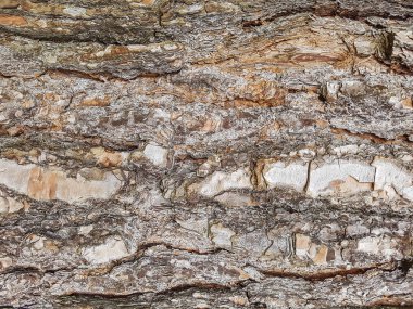 Çam kabuğu arka plan ve doku